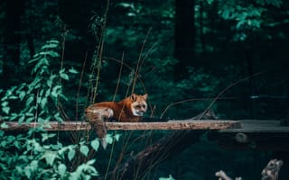Картинка живая природа, рыжая лисица, Псовые, красный волк, дерево