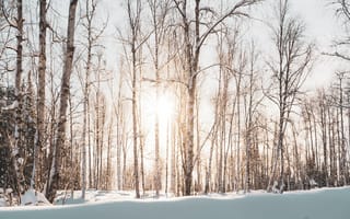 Обои зима, снег, дерево, природный ландшафт, природа
