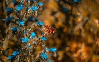 Картинка насекомое, Синтия подрода, синий, бабочка, растение