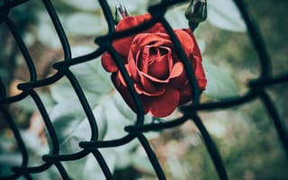 Картинка цветок, рассада, забор, сад, сад роз