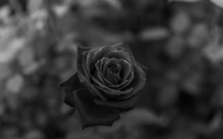 Обои сад роз, черный, белые, Роза, цветок