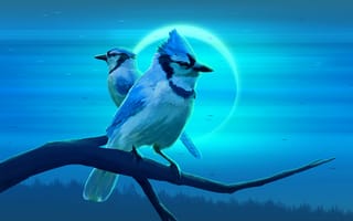 Картинка певчая птица, живая природа, синий, птица, сойка