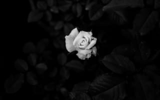 Обои белые, черный, цветок, монохромный, сад роз