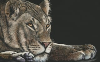 Картинка Лев, рисование, живая природа, кошачьих, наземные животные