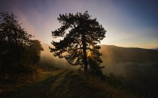 Картинка природа, природный ландшафт, дерево, утро, восход солнца