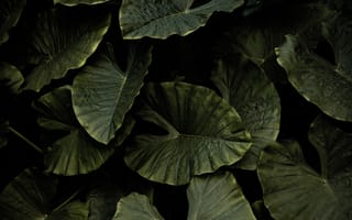 Картинка лист, черный, зеленый, цветок, растение