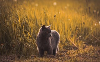 Картинка кот, русская голубая, пес, черная кошка, живая природа