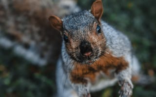 Картинка морда, Восточная серая белка, живая природа, белка, трава