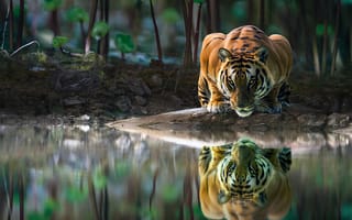 Картинка арт, бакенбарды, наземные животные, бенгальский тигр, природа