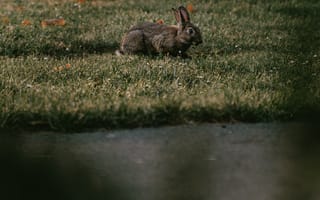 Картинка дерево кролик, Гаага, олененок, растение, кролик