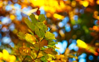 Картинка растение, осень, прут, желтый, листопадные