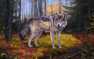 Картинка волк, живая природа, Псовые, волчьей собаки сарлоса, волкодав