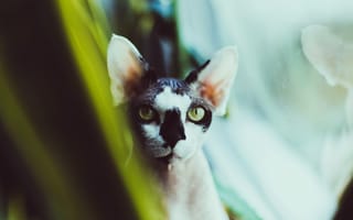 Картинка кошки сфинксы, Девон Рекс, Корниш Рекс, бакенбарды, кот