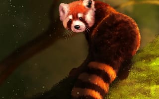 Картинка Красная панда, гигантская панда, живопись, наземные животные, морда