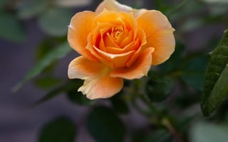 Картинка цветок, цветковое растение, Джулия Чайлд Роза, лепесток, сад роз