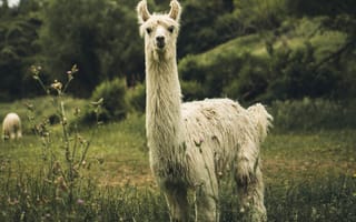 Картинка ламы, альпака, природный ландшафт, зеленый, выгон