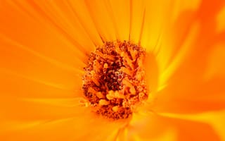 Картинка цветковое растение, Апельсин, крупный план, цветок, сера космос