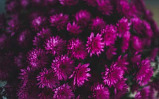 Картинка растение, Фиолетовый, Лео, цветковое растение, астрологический знак