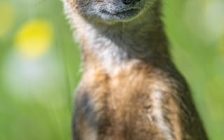 Картинка мангуста, Виверровые, живая природа, наземные животные, бакенбарды