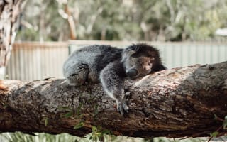 Картинка живая природа, зоопарк, дерево, примас, макака