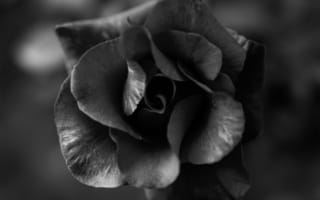 Картинка сад роз, Роза, растение, белые, монохромный