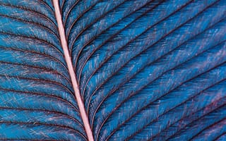 Картинка синий, красочность, электрик, лазурный, синий кобальт