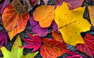 Обои осень, постер, живопись, коричневый цвет, лист