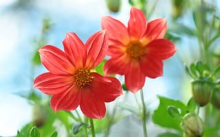 Картинка Флора, цветок, цветковое растение, однолетнее растение, растение