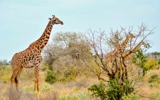 Картинка африканский жираф, национальный заповедник масаи-мара, Национальный Парк Цаво Восток, Центр Жираф, африканский слон Буша