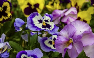Картинка анютины глазки, однолетнее растение, цветок, растение, пурпур