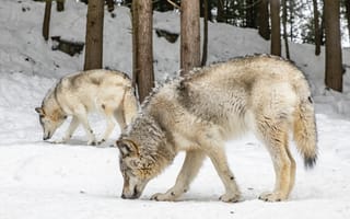 Картинка койот кингстон онтарио, Койот, пес, снег, собака породы