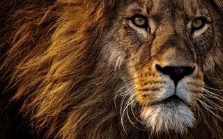 Картинка львы животное, Лев, большая кошка, львы рычат, рев