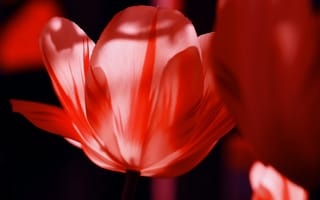 Картинка тюльпаны, цветок, цветковое растение, лепесток, растение
