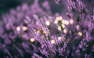 Картинка лаванда, цветок, пурпур, цвет, растение