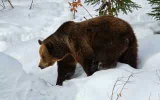 Картинка бурый медведь, Гризли, кадьяк медведь, снег, растение