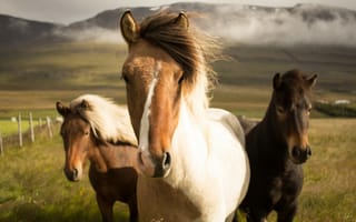 Картинка исландская лошадь, Исландия, пони, конь, экорегион
