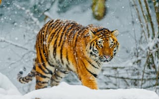 Картинка Белый тигр, бенгальский тигр, Амурский тигр, снег, тигр