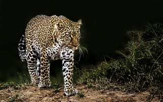 Картинка Леопард, кошачьих, Ягуар, Лев, африканский леопард