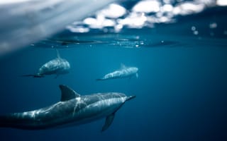 Картинка дельфины темная вода, Дельфин, вода, Spinner Дельфин, белых