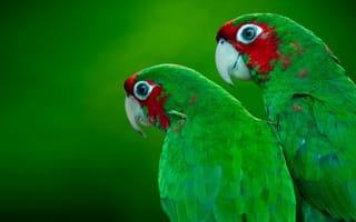 Картинка Зеленощёкий амазонский попугай, Амазонка с красной короной, зеленощёкий попугай, попугая, серый попугай