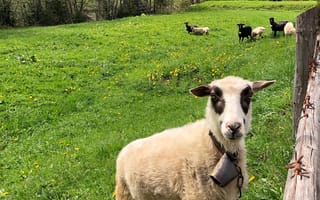 Картинка овца, окружающая среда, зеленый, выгон, природный ландшафт