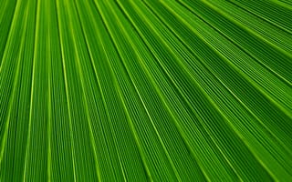 Картинка текстура пальмовых листьев, лист, пальмовые рощи, Пальмовая ветвь, Пальмовых листьях рукопись