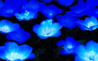 Картинка светящиеся синие цветы, цветок, синий, растение, лазурный