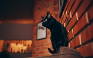 Картинка черная кошка, кот, белый кот, биколор кошка, мебель для кошек