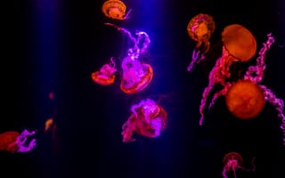 Картинка пурпур, свет, Медуза, развлечение, растение