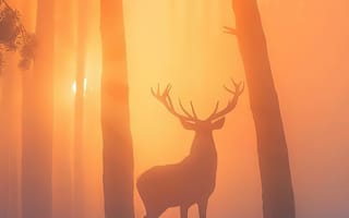 Картинка восход солнца, атмосфера, лось, растение, снег