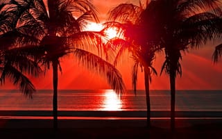 Картинка закат, пляж, послесвечение, растение, вода