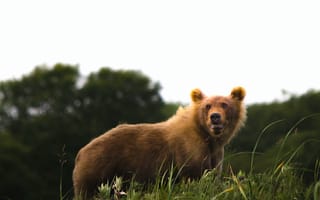 Картинка собака породы, растение, природный ландшафт, олененок, дерево