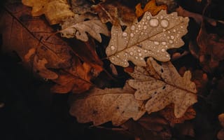 Картинка осенние деревья коричневые, осень, лист, дерево, ветвь