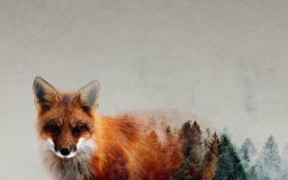 Картинка рыжая лисица, Псовые, наземные животные, лиса, олененок